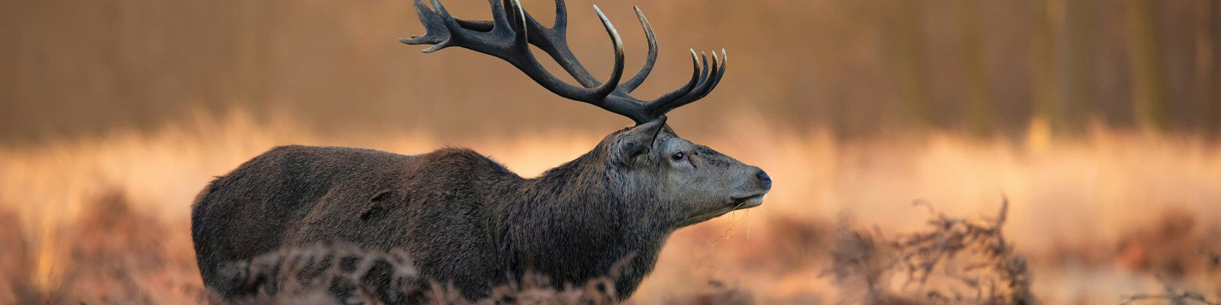 HUNTING - Dawson Knives