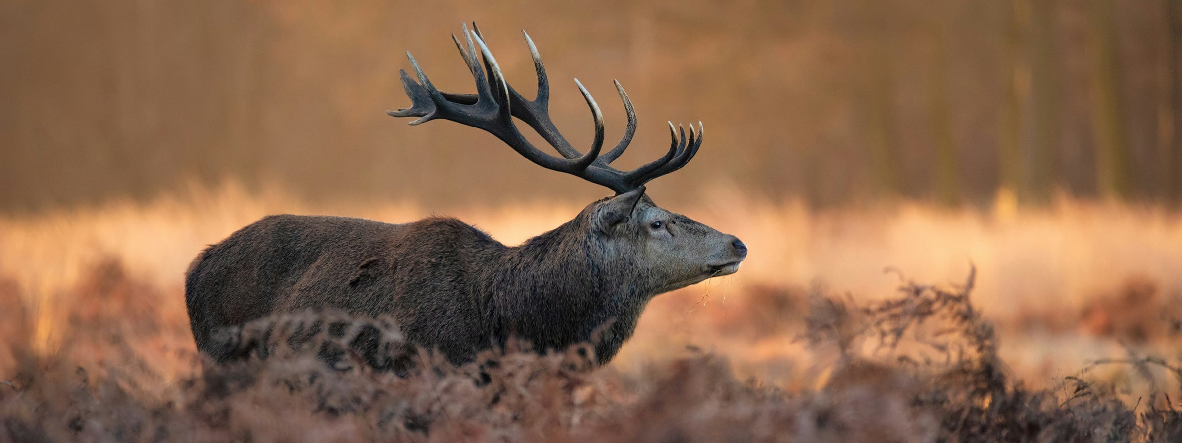 HUNTING - Dawson Knives